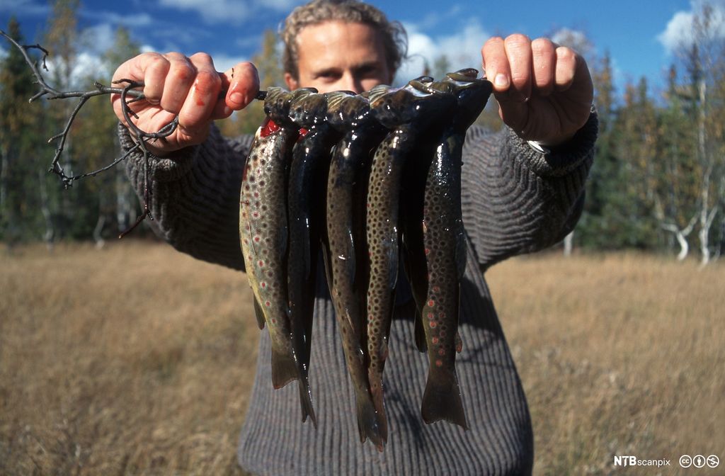 Ung mann held opp fem ørret som er tredd på ein pinne. Foto.
