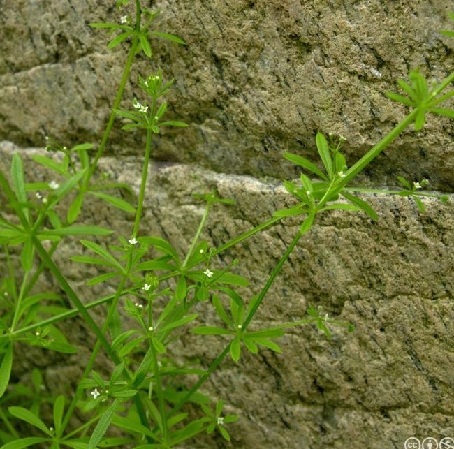 Plante med lansettformede blader som sitter i en krans rundt stengelen. Små, hvite blomster med fire kronblader. Foto.