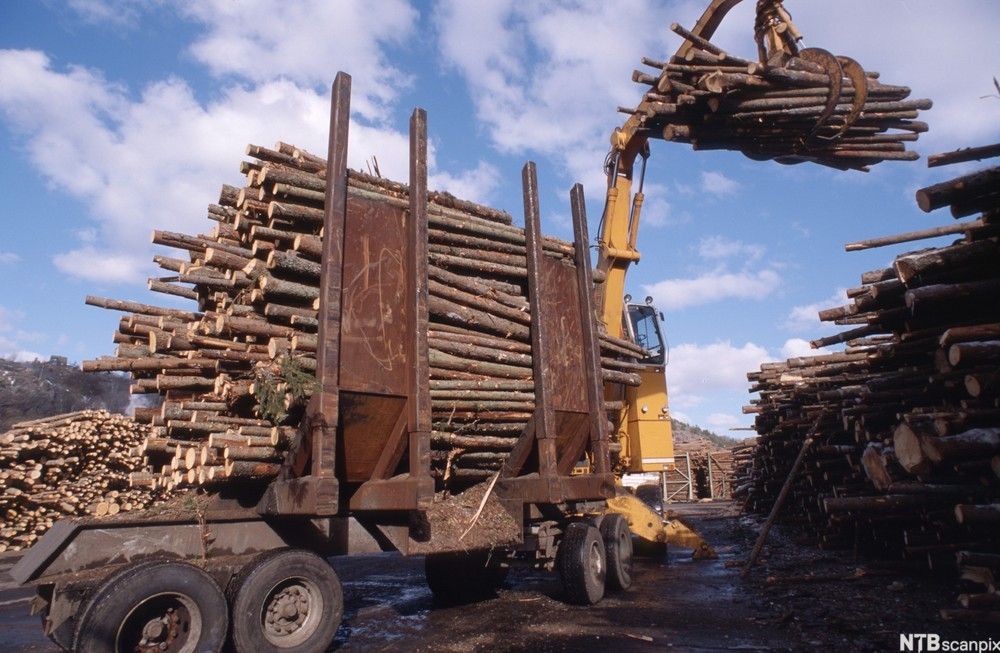 Tømmer lastes på bil. Foto.