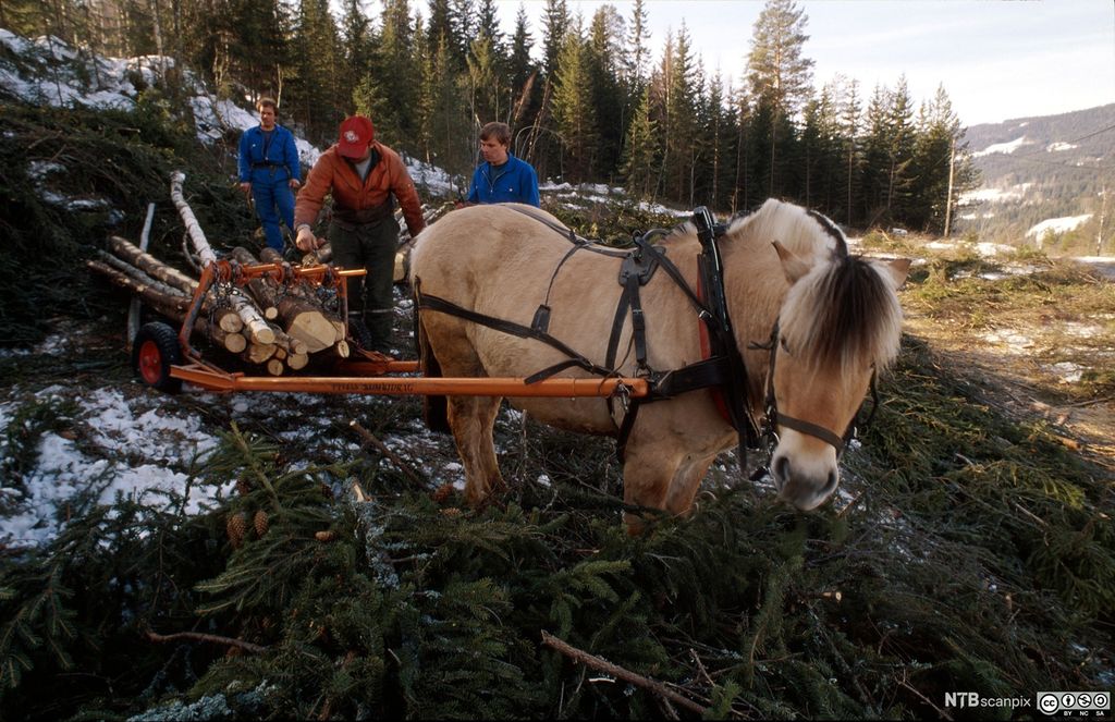 En fjording står klar til å trekke ut tømmer. Tre personer står bak ved siden av utstyret. Foto.