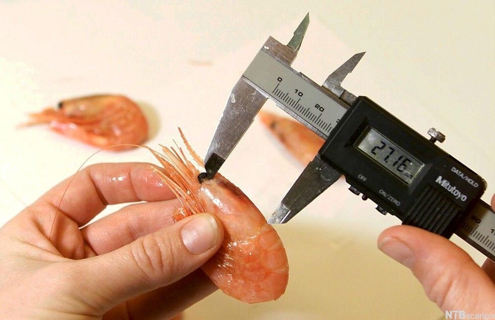 En person måler et rekeskall med et elektronisk skyvelær. Foto.