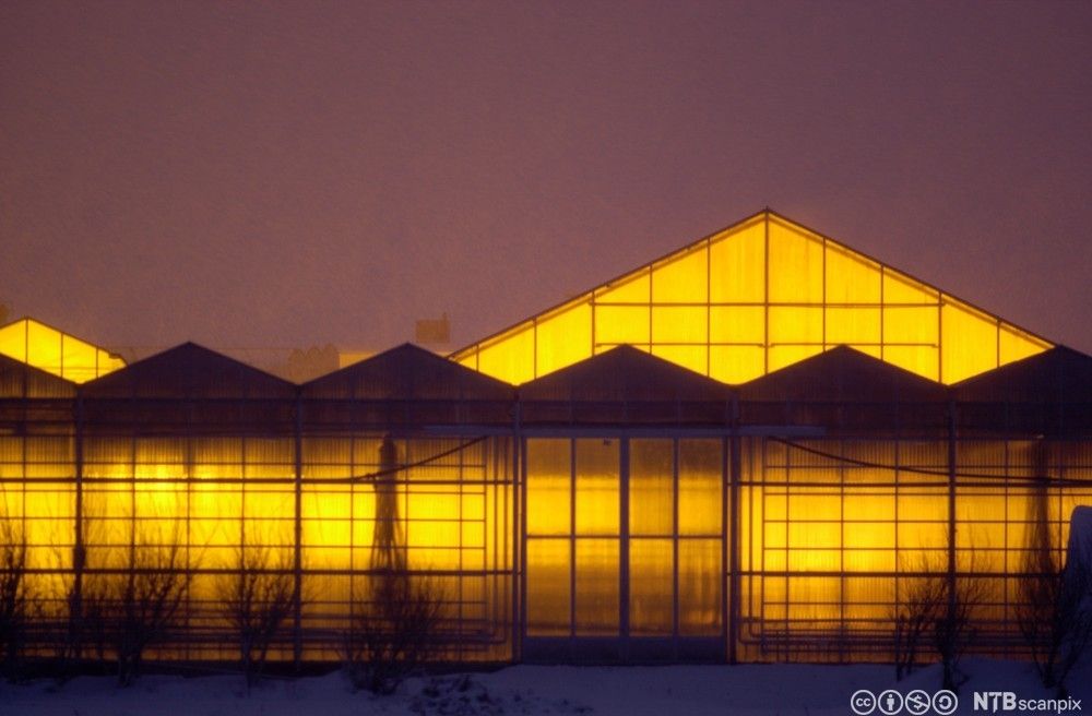 Veksthus som lyser opp i mørket. Foto.