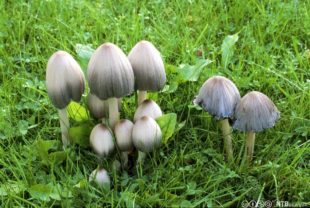 Elleve hvite og gråaktige sopper vokser opp fra en gressbakke. Soppene har vokst til forskjellig størrelse. Hattene har en avrundet, avlang form og hvit stilk. Foto.