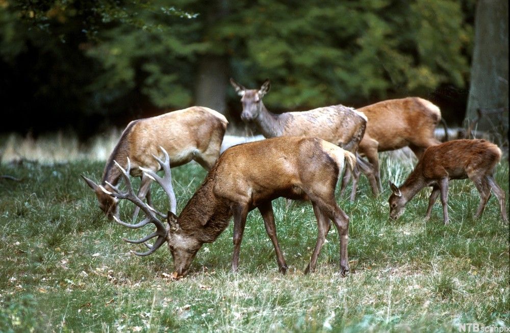 Foto av kronhjort med tre hinder og ein kalv. 