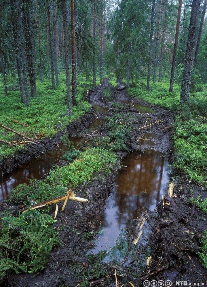 Spor etter hogstmaskin over frodig skogsbunn. Foto.