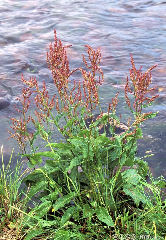 Grønne planter med røde, smale stengler med små blomster ytterst. Plantene står i vannkanten. Foto.