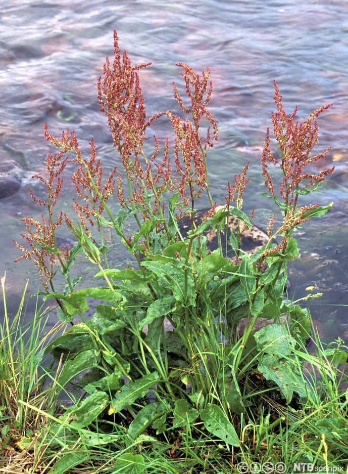 Grønne planter med røde, smale stengler med små blomster ytterst. Plantene står i vannkanten. Foto.