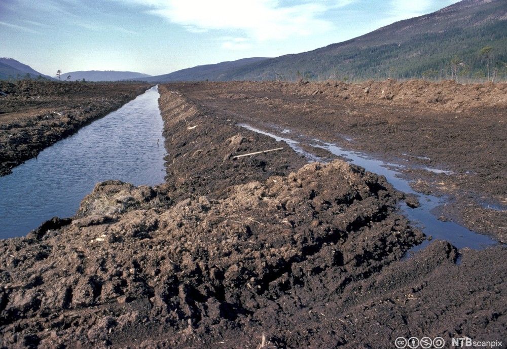 Dreneringsgrøft med vann i myr. Foto.