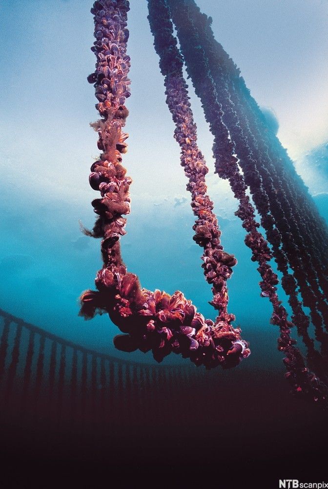 Lenker med blåskjell under overflaten. Foto.