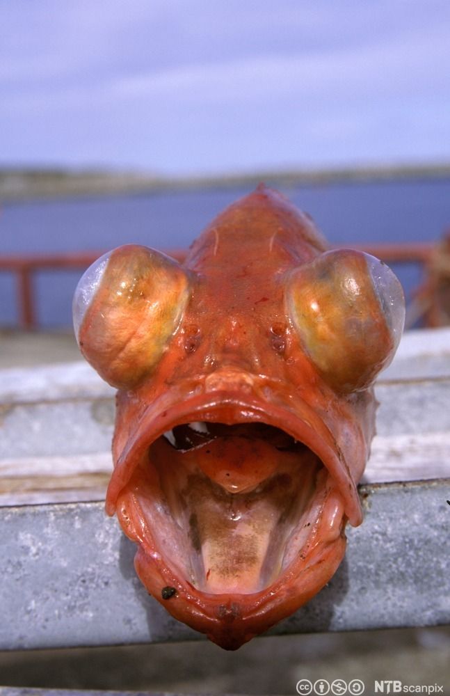 Uer sett forfra. Foto.