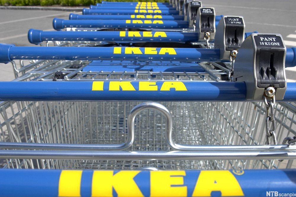 Handlevogner som er skyvde inn i kvarandre, med IKEA-logo på, står på rekke og rad. Foto. 