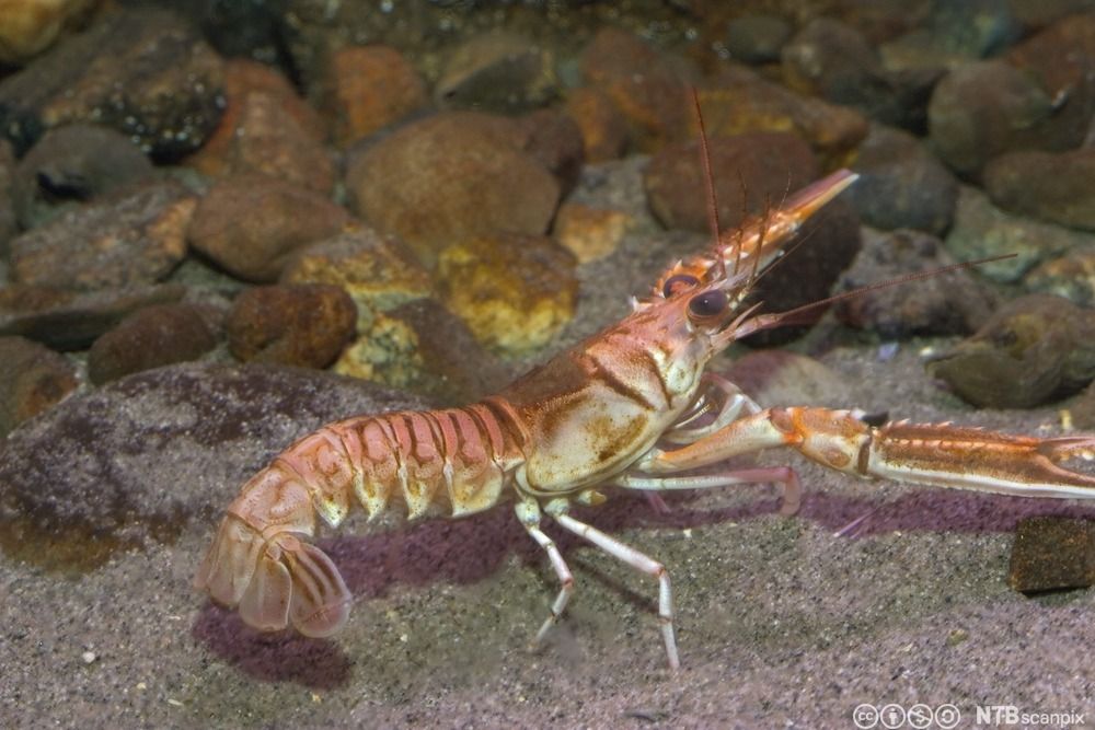 En sjøkreps på havbunnen. Foto.