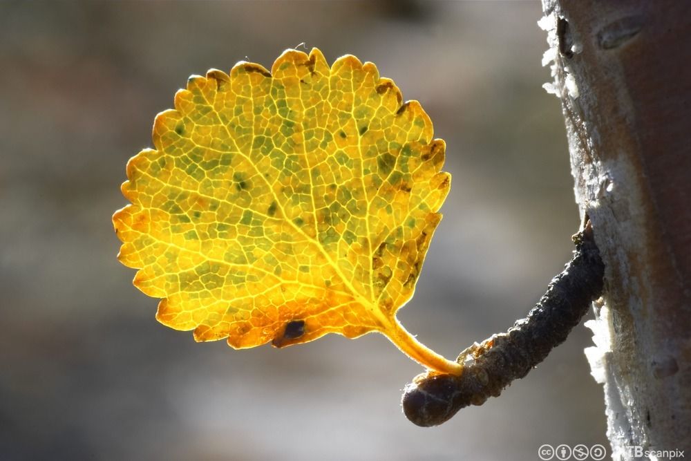 Høstblad i gul, grønt og oransje på et tre. Foto.