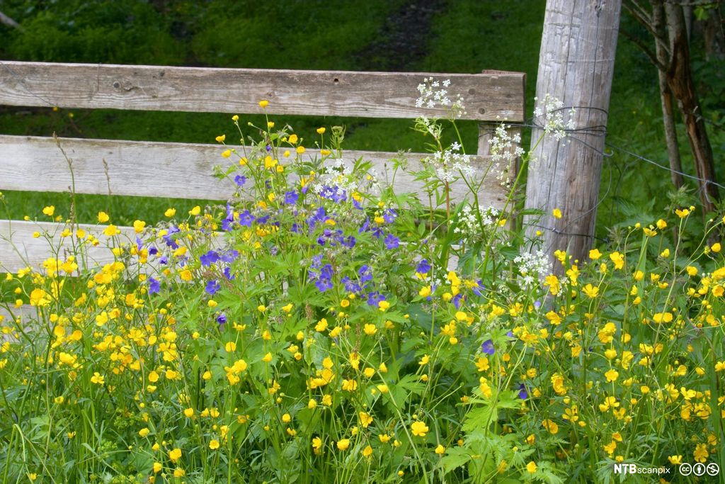 Gammel tregrind ved ei blomstereng. Foto.