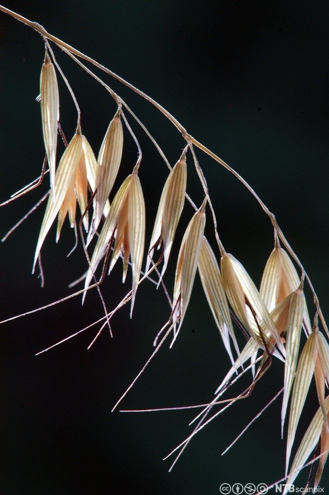 Kornaks med samling av småaks med snerp. Småaksene er festet til strået med tynne greiner som har en knekk. Foto.