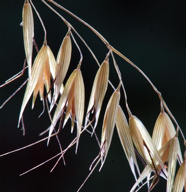 Kornaks med samling av småaks med snerp. Småaksene er festet til strået med tynne greiner som har en knekk. Foto.
