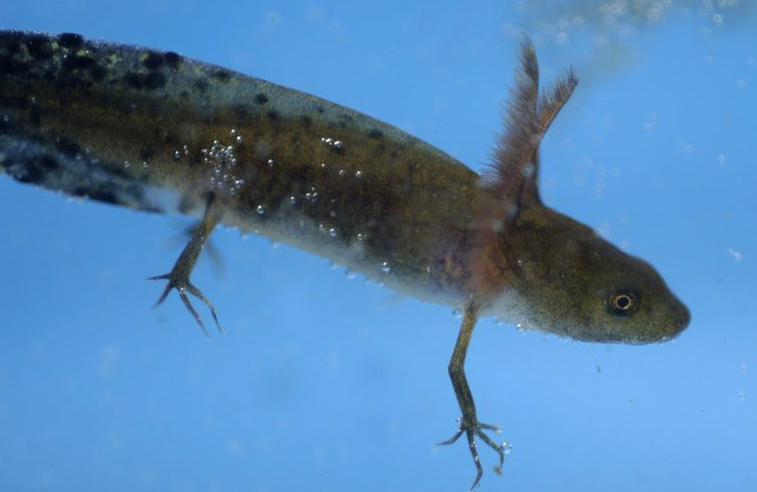 Salamander med utvendige gjeller. Foto.