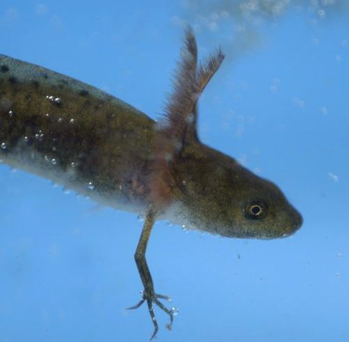 Salamander med utvendige gjeller. Foto.