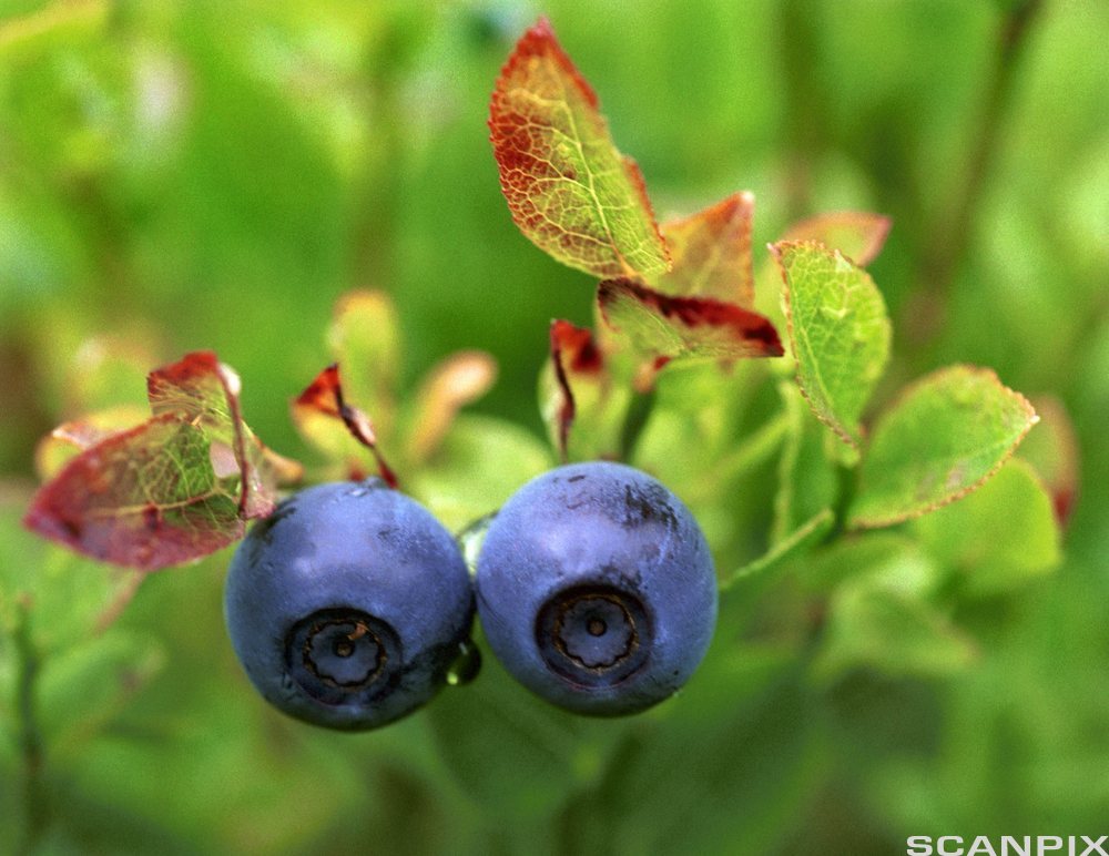 To blåbær på ein busk. Foto.