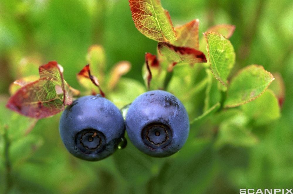 To blåbær på ein busk. Foto.