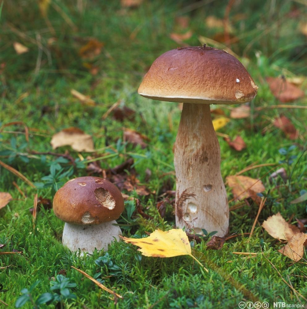 To brune sopper med halvkuleformet hatt vokser opp fra en løvdekket og grønn skogbunn. Foto.