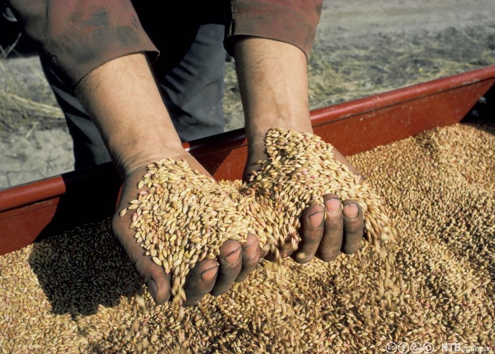 Hender fulle av såkorn. Foto