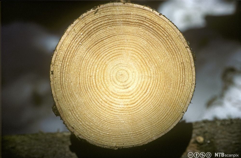 Årringer i stammen på et tre som er sagd over. Foto.