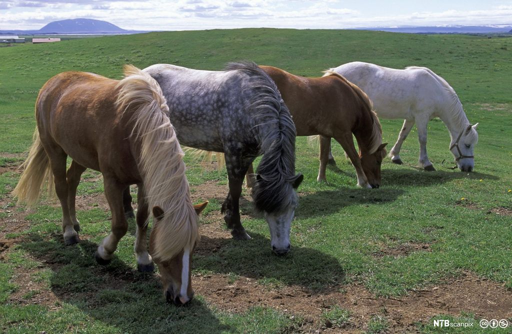 Fire islandshester i ulike fargevarianter på beite et sted på Island. Det er lav, skyet himmel i bakgrunnen. Foto.