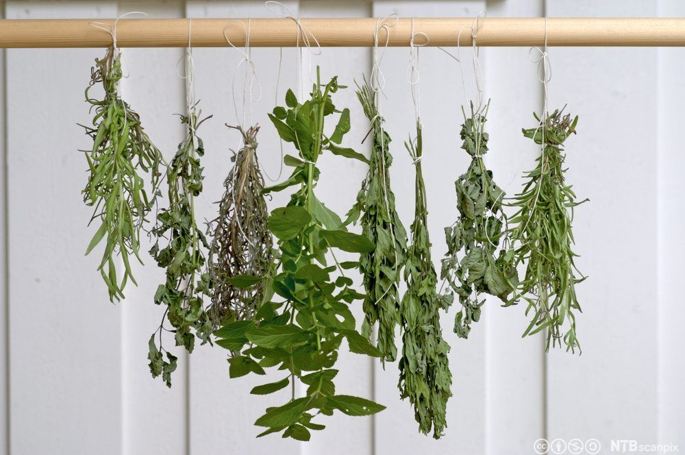 Krydderurter som heng til tørk. Dei er bunta saman med ein tråd og heng frå ein horisontal trepinne. Foto.