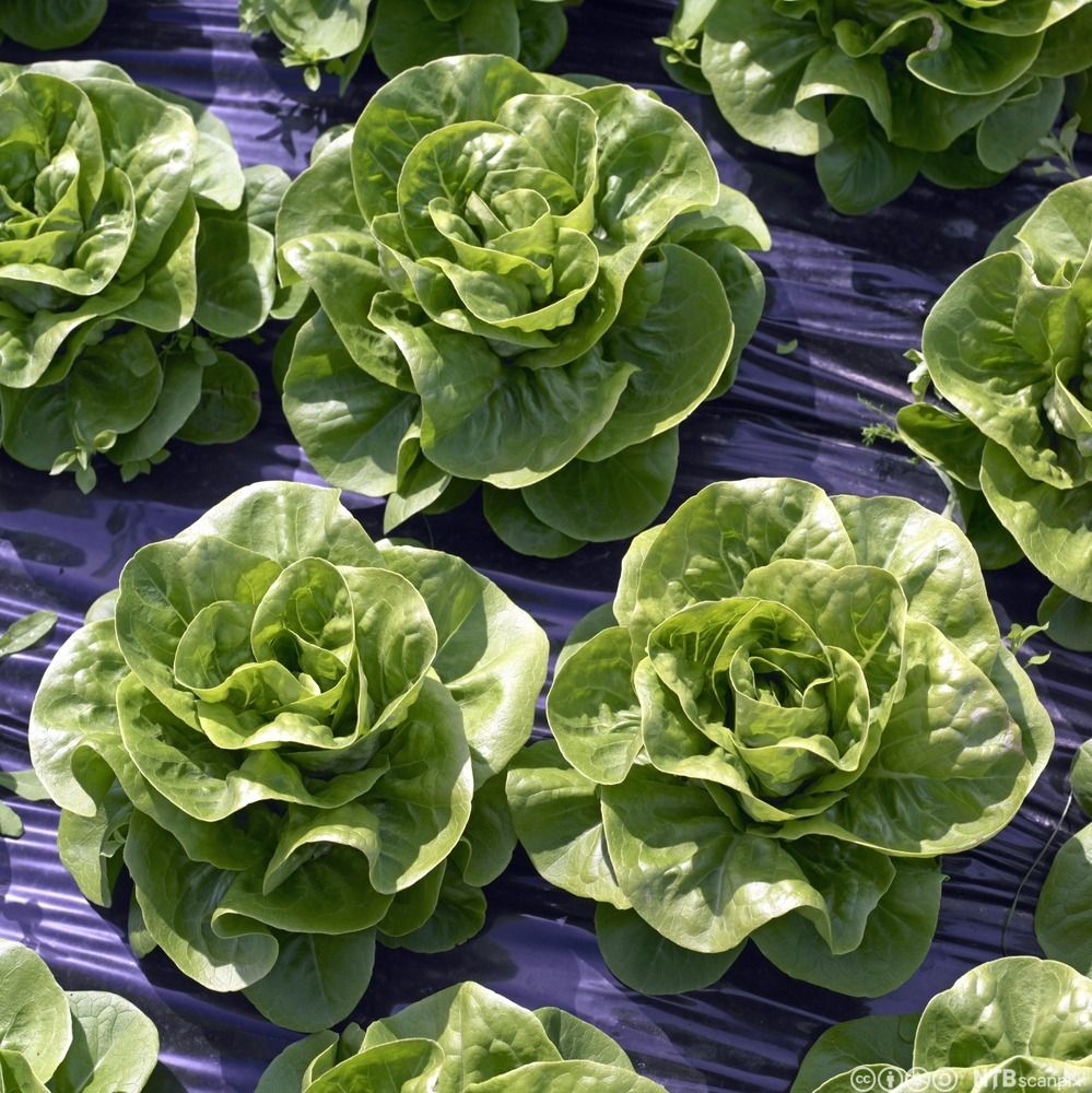 Hjertesalat vokser opp gjennom hull i plastduk. Foto.