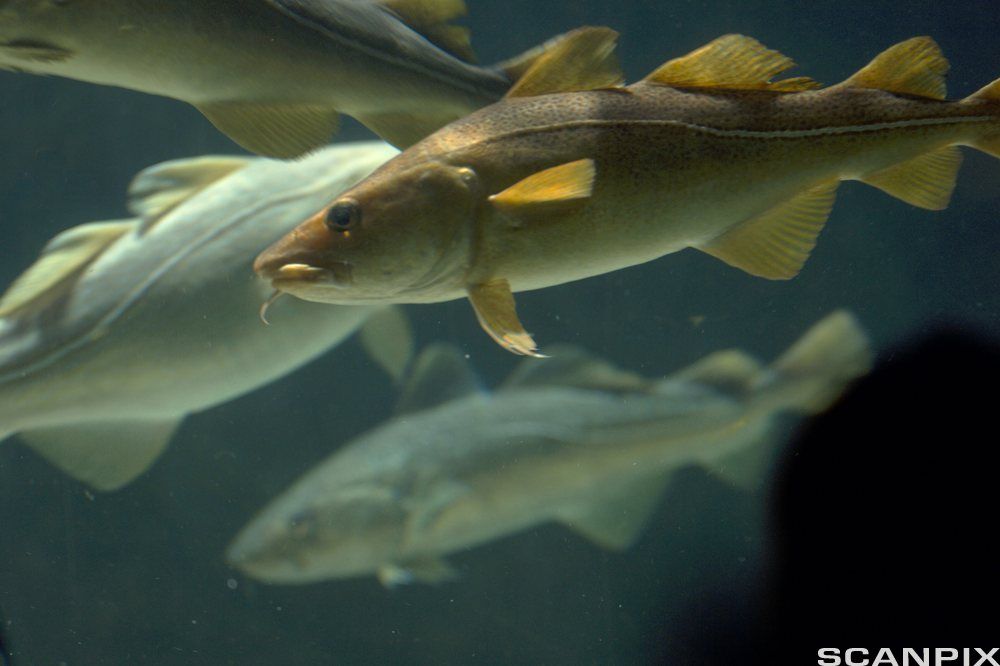 Torsk og skrei. Bilde.