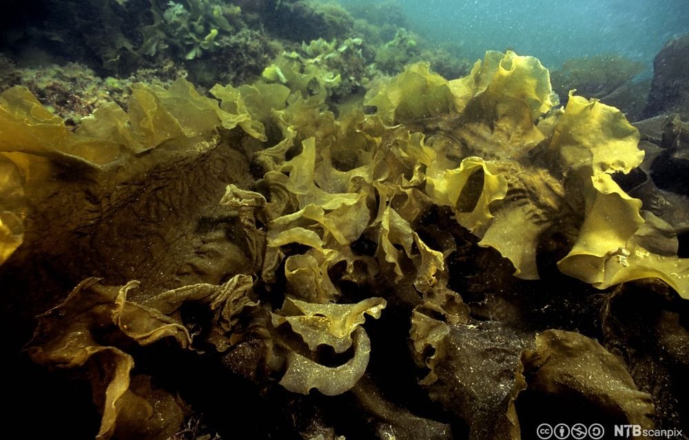 Nærbilde av tang og tare på havbunnen. Foto.