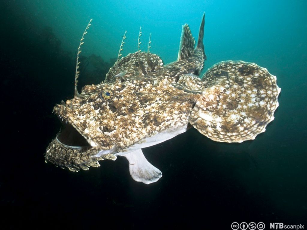 Svømmende breiflabb. Foto.