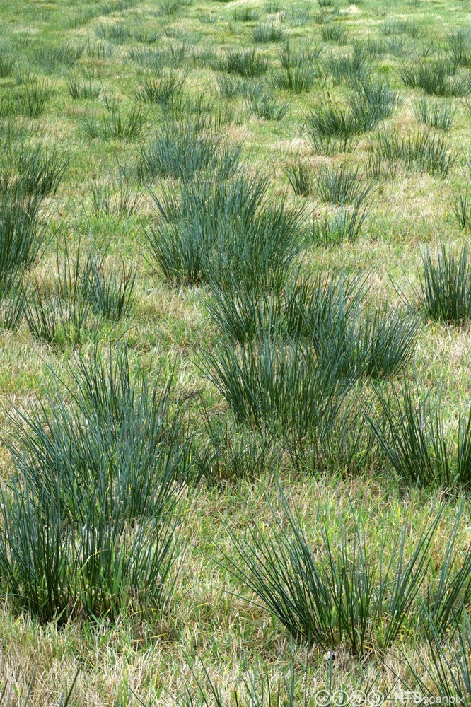 Beiteeng med spredte tuer av sivaktige planter. Foto.