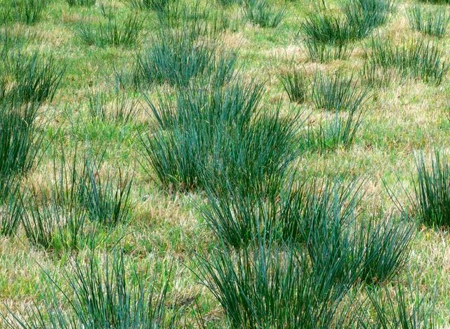 Beiteeng med spredte tuer av sivaktige planter. Foto.