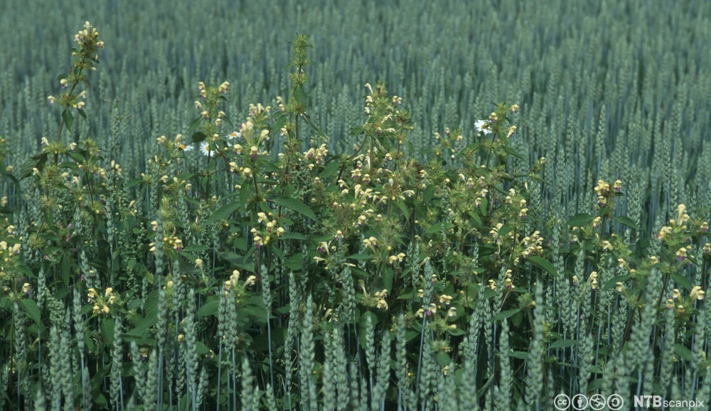 Planter med lysegule, leppeformede kronblad med fiolette felter vokser i hveteåker. Foto.