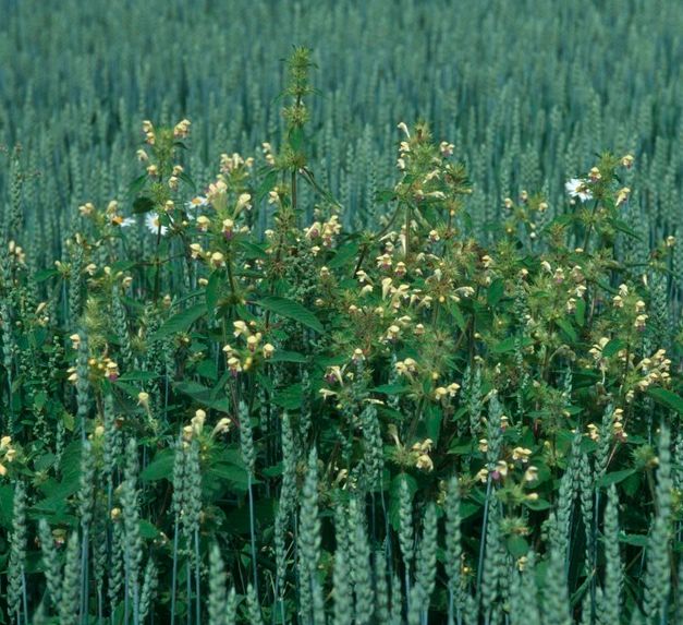 Planter med lysegule, leppeformede kronblad med fiolette felter vokser i hveteåker. Foto.