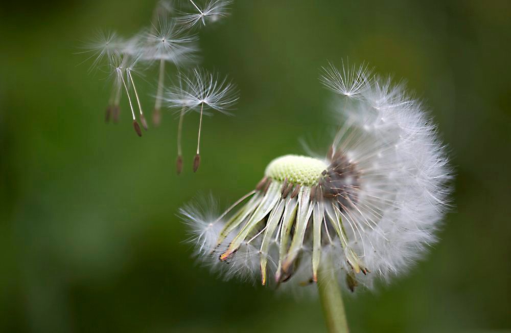 Løvetann sprer frøene sine. Foto.