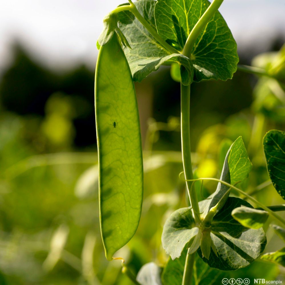 Sukkerert hengende fra planten. Lyset skinner gjennom den, og noen små anlegg til erter er mørkere felter. Foto.