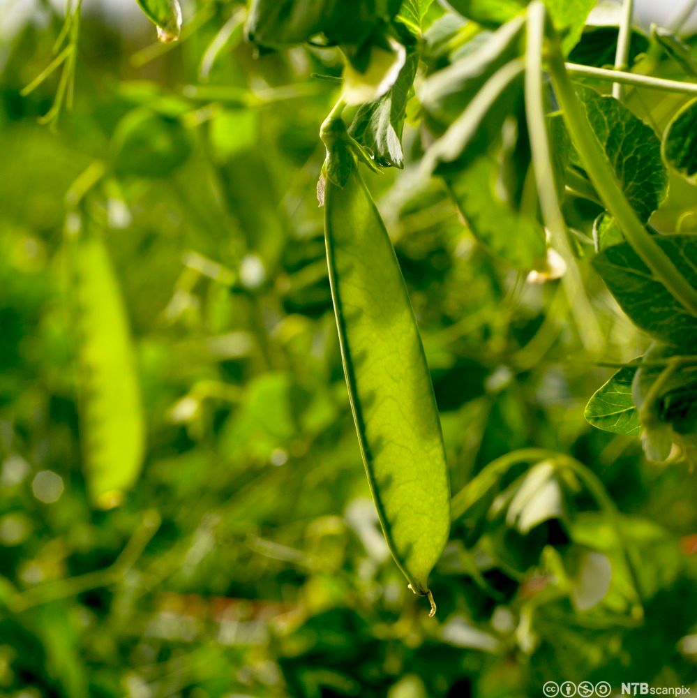 En grønn belg henger fra en stilk. Foto.