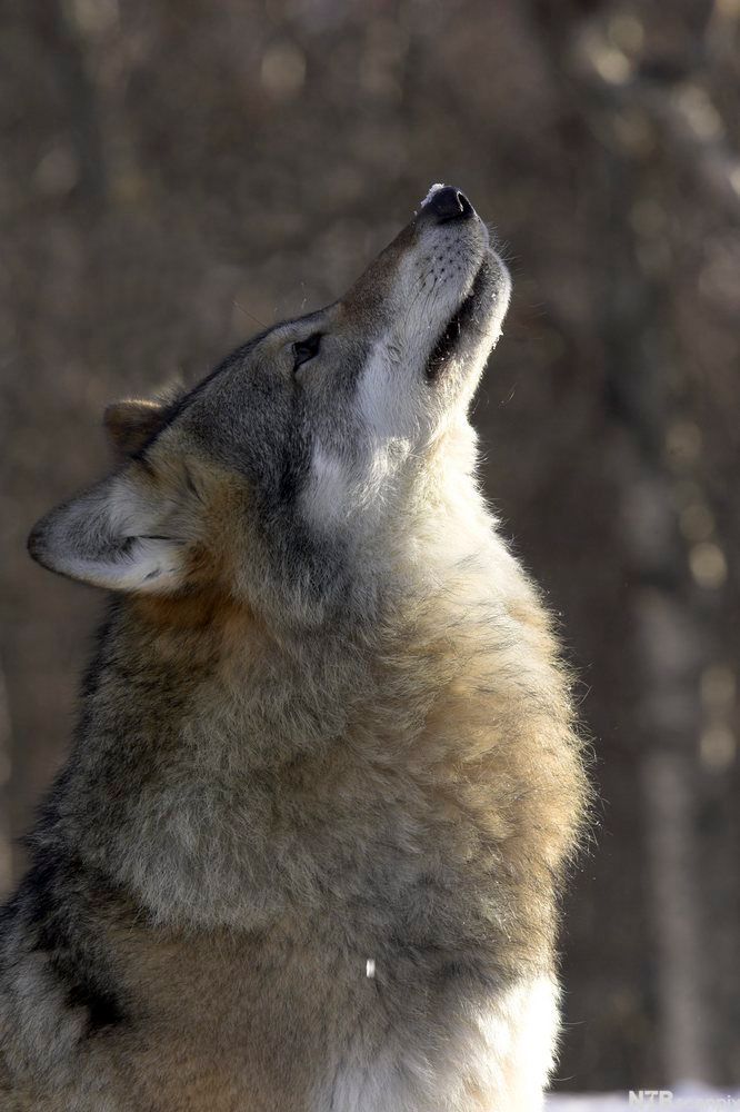 Ulv ser opp mot himmelen. Foto.