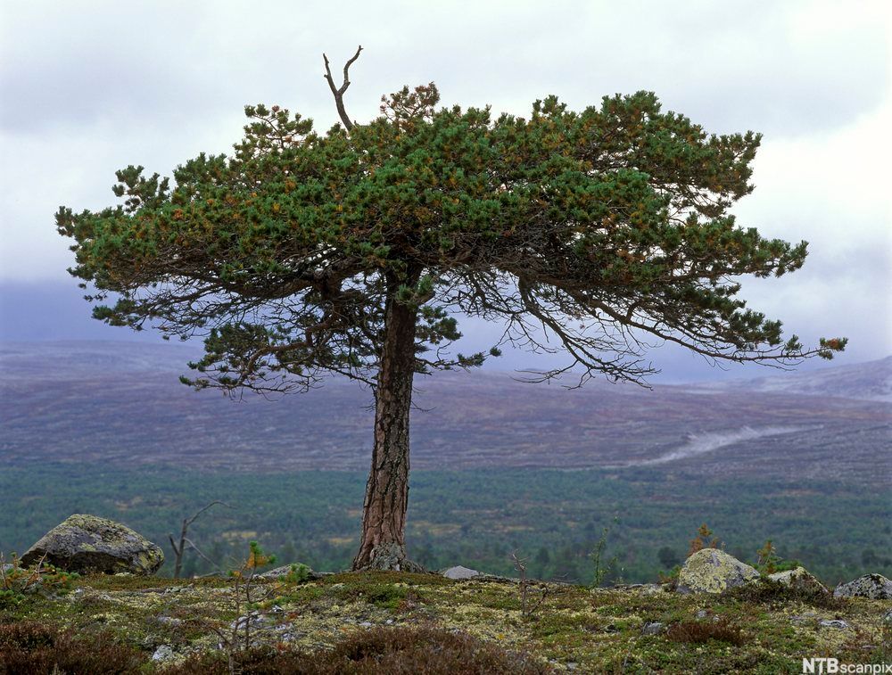 Et ensomt furutre høyt oppe på fjellet. I bakgrunnen skog og vidde. Det er ingen mennesker, hus eller veier noe sted. Foto.