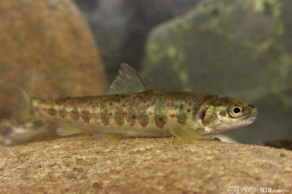 Parr, lakseyngel. Foto