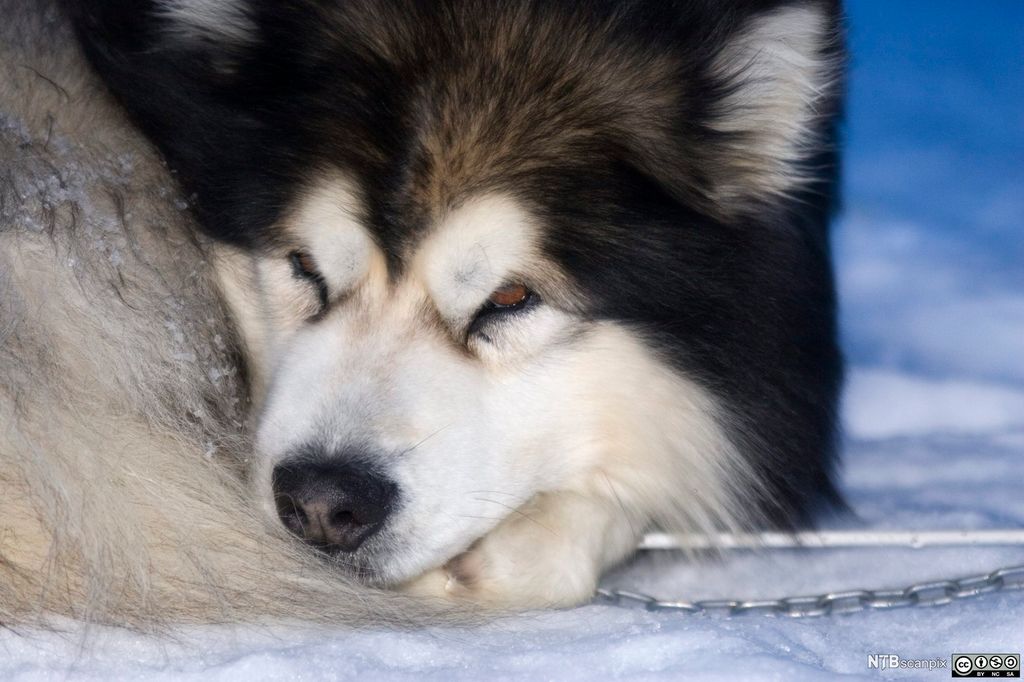 Polarhund som har rullet seg sammen for å sove. Foto.