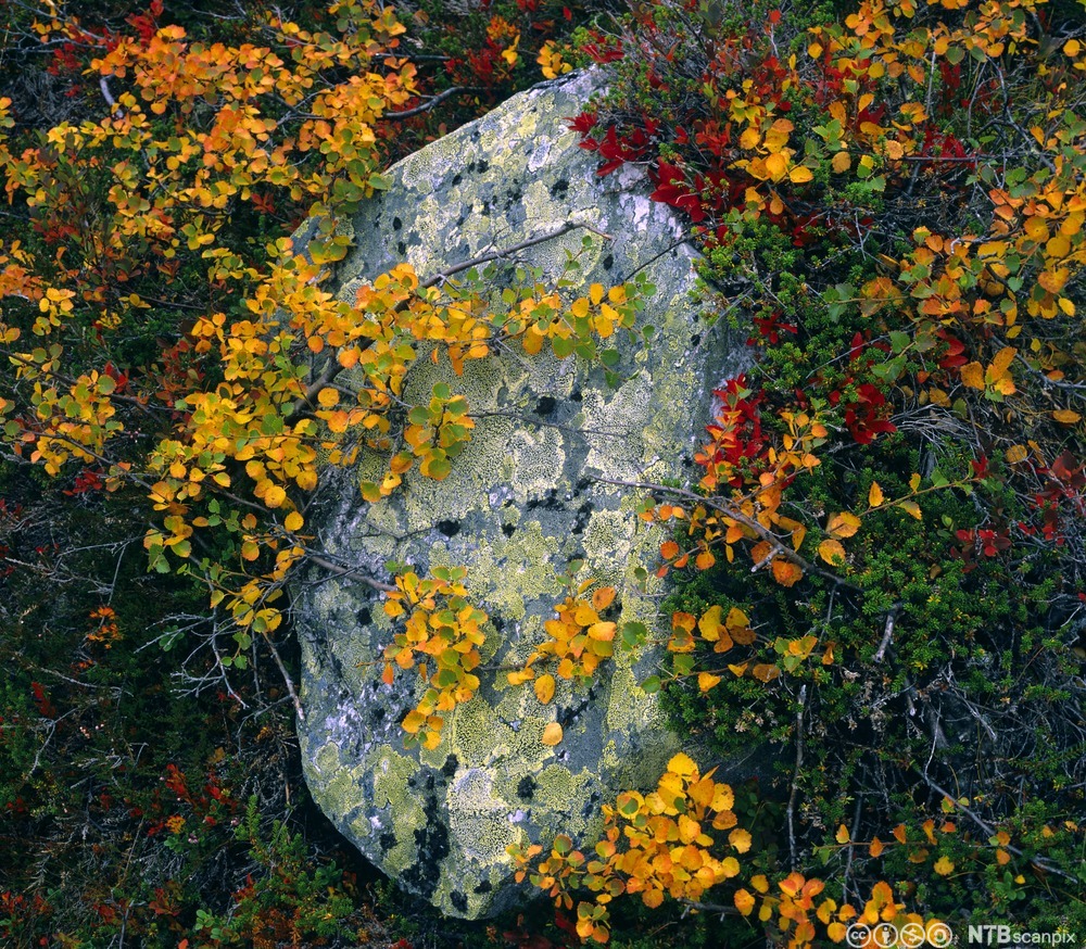 Dvergbjørk i høstfarger vokser lavt over en stein. Foto.
