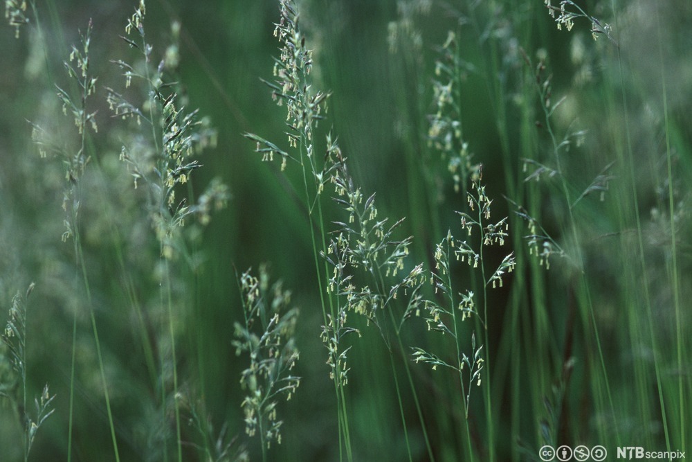 Blomstrende rødsvingelaks i grønn eng. Foto.