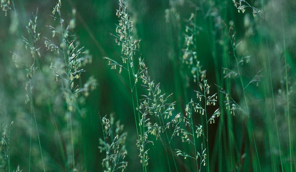 Blomstrende rødsvingelaks i grønn eng. Foto.
