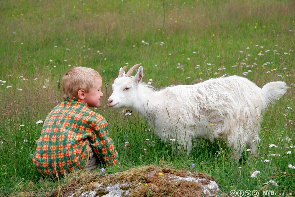 En liten gutt sitter på hun framfor ei kvit geit. De sitter i ei blomstereng. Foto.