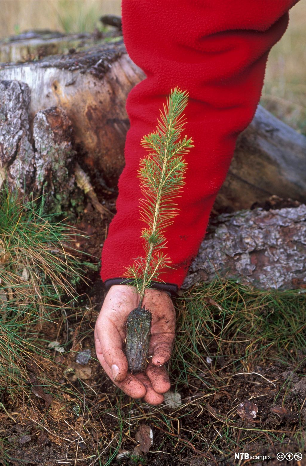Granplante klar for planting. Foto.