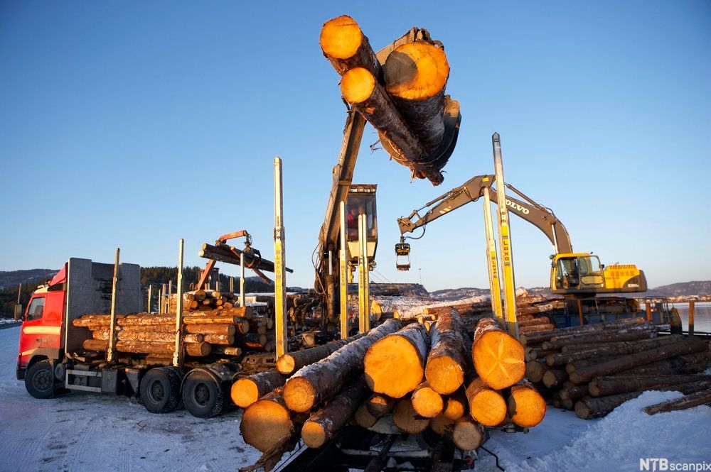 Gaffeltruck løfter tømmer. foto.